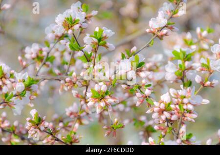 Fioritura dei ciliegi in piena fioritura. Profondità di campo poco profonda. Mettere a fuoco sul gruppo di fiori centrale. Foto Stock