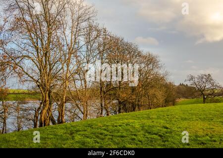 Fila di salici e alberi di ontano ai margini di un campo verde accanto a un fiume, nel tardo pomeriggio sole invernale in Scozia Foto Stock