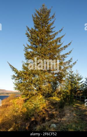 Un albero di conifere di abete sitka sulle rive di Clatteringshaws Loch al sole d'inverno, Dumfries e Galloway, Scozia Foto Stock