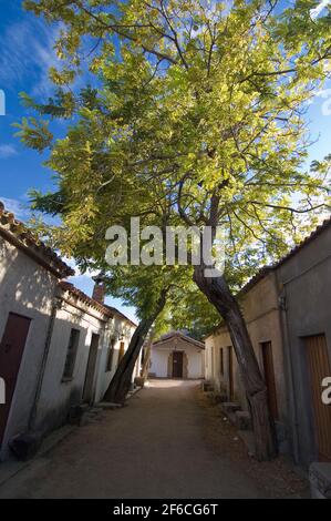 San Salvatore paese occidentale, Cabras, Distretto di Oristano, Sardegna, Italia, Europa Foto Stock