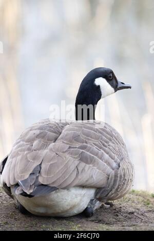 Canada Goose UK; Branta canadensis; un singolo adulto visto dal retro, Lackford Lakes, Suffolk UK Foto Stock