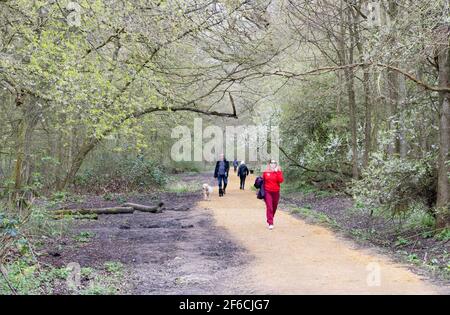 Hinchinbrooke Country Park, Huntingdon, Cambridgeshire UK; persone che camminano su un sentiero nel bosco in primavera, Huntingdon, Cambridgeshire Inghilterra UK Foto Stock