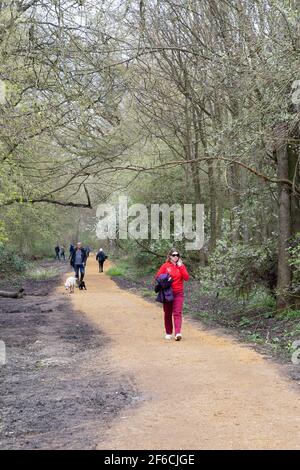 Hinchinbrooke Country Park, Huntingdon, Cambridgeshire UK; persone che camminano su un sentiero nel bosco in primavera, Huntingdon, Cambridgeshire Inghilterra UK Foto Stock