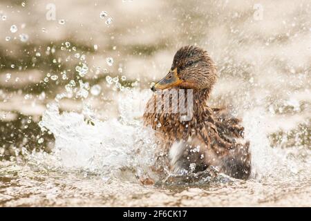 Femmina mallard spruzzi d'acqua con ali in primavera natura Foto Stock