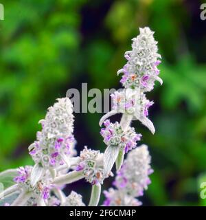 Fiori di pianta agnelli orecchio di erbe. Stachys bizantino o stahis vagamente. Messa a fuoco selettiva Foto Stock