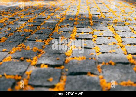 Pietre per pavimentazione con fiori gialli (fuoco selettivo) Foto Stock
