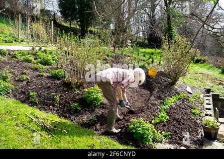 Donna che piega giardinaggio scavando percorso suolo nel suo giardino di campagna Con cespugli di ribes nero e lattughe che crescono in Sunshine Galles UK KATHY DEWITT Foto Stock