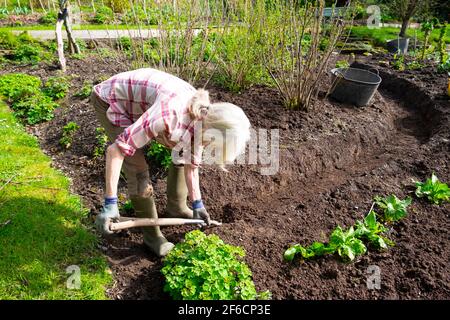 Donna che piega scavando un percorso attraverso il suolo nel suo paese giardino con cespugli di ribes nero e spinaci che crescono al sole di marzo GALLES REGNO UNITO KATHY DEWITT Foto Stock