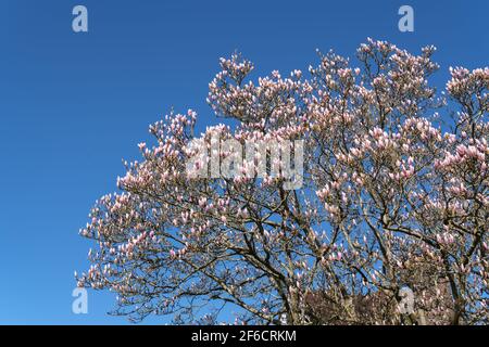 L'albero di Magnolia comincia a fiorire nel sole di primavera Foto Stock