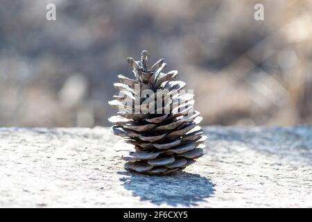 Giace su una superficie di legno in una giornata di sole autunno sotto il sole luminoso Foto Stock