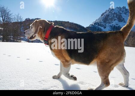 il cane di beagle anziano corre felice sulla neve nel inverno Foto Stock