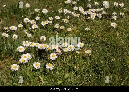 Brevi rizomi striscianti di perennis e rosette Daisy Bellis comuni di foglie fiori rotondi garantire con successo colonizza prati e. erba corta Foto Stock