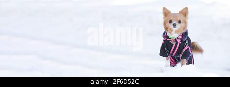 cane chihuahua che posa nella neve in una giacca invernale Foto Stock