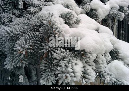 Sprig di abete rosso nella neve da vicino. Ramo di abete ricoperto di brina. Foto Stock