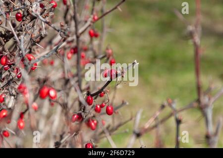 Bacche rosse. Barbacche primaverili. Molte bacche rosse mature su sottili rami di cespuglio nel parco. Foto Stock