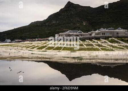 Riabilitazione delle dune di sabbia nella baia di Hout, vicino a Città del Capo, Sud Africa Foto Stock