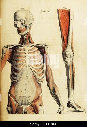 Grafica anatomica vintage Foto Stock