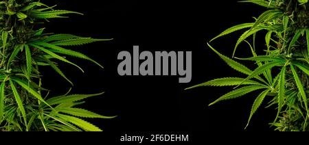 Marijuana piante sfondo sui lati in nero con copia spazio Foto Stock