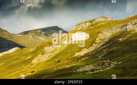 Un gregge di pecore nelle montagne dei Carpazi negli ultimi giorni d'estate, approfittando del bel tempo Foto Stock