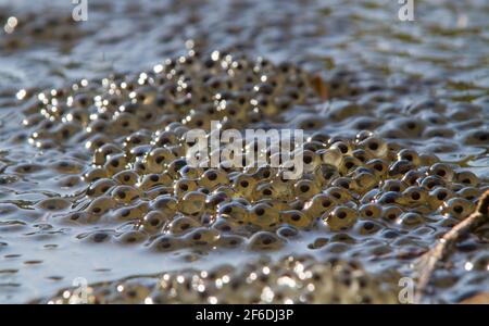 Primo piano di frogspawn in acqua Foto Stock