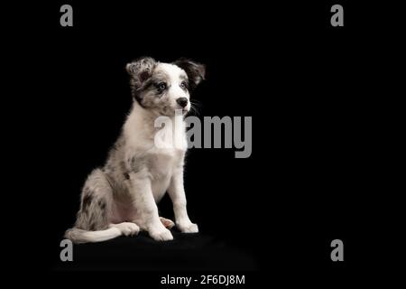 Cucciolo di collie di bordo seduto che guarda via su un nero sfondo visto di lato con spazio per la copia Foto Stock