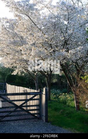 Fiori bianchi singoli di un ciliegio fiorito giapponese Prunus serrolata Joi-nioi (fiori profumati di mandorle) preso all'inizio di aprile vicino a Caernarfon, Galles del Nord. Foto Stock