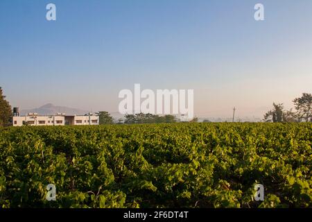 Si affaccia su un campo di vigne di un vigneto a Nashik, India. Foto Stock