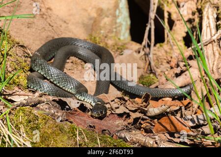 Serpente d'erba crogiolarsi al sole primaverile Foto Stock