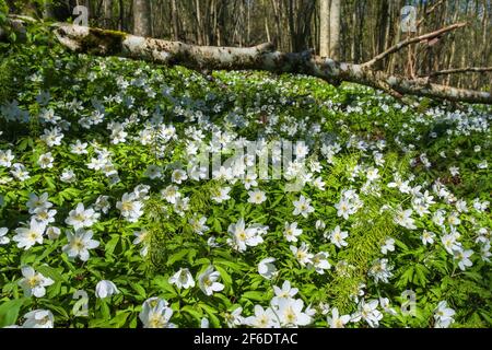 Fiori di legno anemone fiori in una foresta in primavera Foto Stock