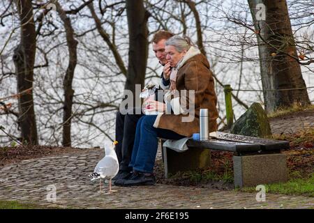gabbiano che mendicava Foto Stock
