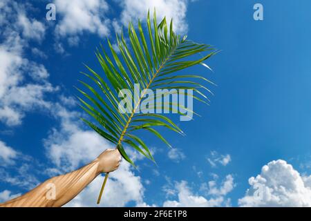 Branca con sfondo blu al Palm Sunday Celebration. Settimana Santa. I cattolici tradizionali celebrano la Domenica delle Palme. Fede cristiana. Foto Stock