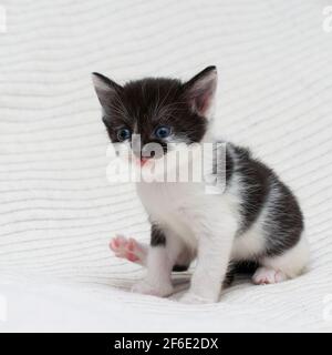 Bicolore nero-bianco piccolo gattino shorthair a casa su una plaid. Foto Stock