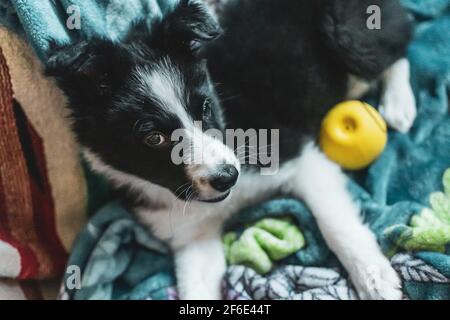 Una vista ad angolo alto guardando verso il basso un giovane cucciolo di collie bordo bianco e nero che giace su una coperta a casa con una palla gialla. Foto Stock