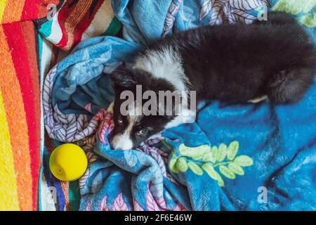 Un cucciolo di collie di bordo molto carino gioca con una palla mentre si guarda da una coperta colorata. Foto Stock
