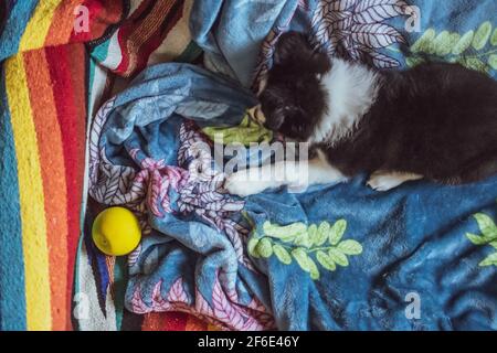 Un cucciolo di collie di bordo molto carino gioca con una palla su una coperta colorata mentre si guarda lontano dalla macchina fotografica. Foto Stock