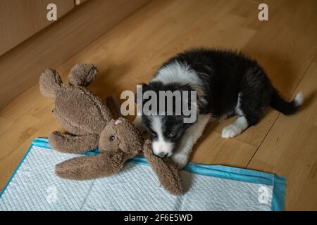 Un giovane e carino border collie cucciolo si mastica su un giocattolo morbido accanto a un tappetino per l'allenamento del water in una nuova casa Foto Stock