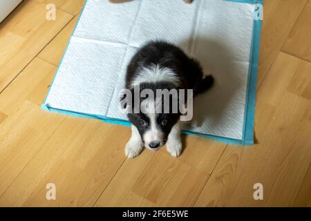 Un carino collie di bordo giovane su un cuscinetto di cucciolo mentre corsi di wc in interni Foto Stock