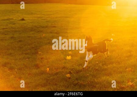 Un giovane cucciolo di collie di bordo bianco e nero gioca a fetch nel parco con un grande bastone all'alba in una mattina d'inverno. Foto Stock