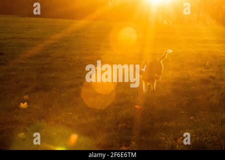 Un giovane cucciolo di collie di bordo bianco e nero gioca a fetch nel parco con un grande bastone all'alba in una mattina d'inverno. Foto Stock