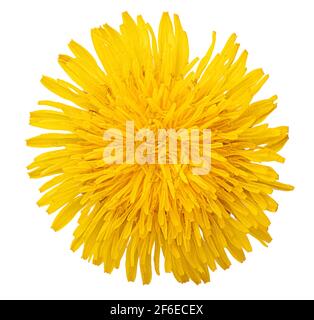 Dente di leone giallo fresco isolato su sfondo bianco. Tracciato di ritaglio Foto Stock