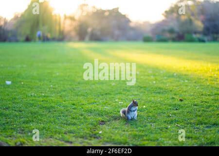 Scoiattolo timido al tramonto che guarda lontano da te Foto Stock
