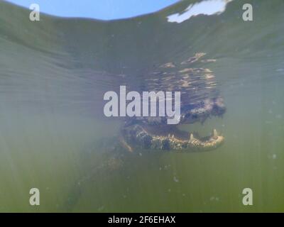 Jacare Caiman (Caiman yacare), Pantanal, Mato Grosso, Brasile. Foto Stock