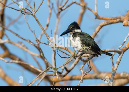 Amazzonia Kingfisher (Chloroceryle amazona), femmina, Pantanal, Mato Grosso, Brasile. Foto Stock