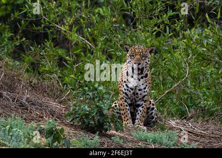 una jaguar, Panthera onca, in piedi. Foto Stock