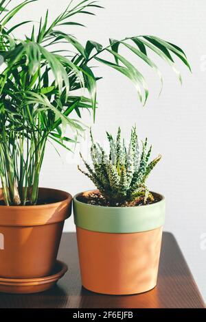 Chamaedorea e Aloe humilis in vasi di argilla sul tavolo in luce solare. Due piante da casa. Foto Stock