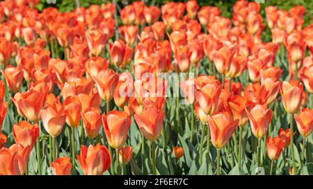 Tulipani arancioni in primavera Foto Stock