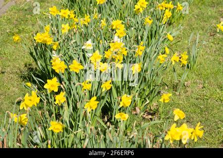 Croci gialli in fiore in una striscia in primavera Foto Stock