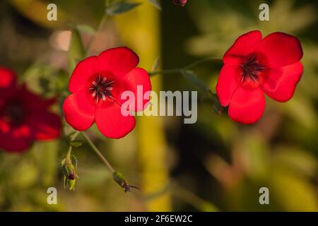 Drummond phlox phlox drummondii 6788 Foto Stock