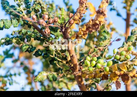 Particolare dell'albero francense Boswellia sacra presso Salalah, Oman Foto Stock