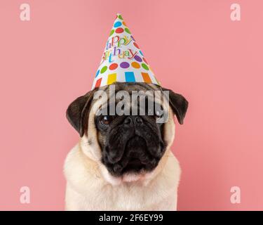 Cane Pug divertente che indossa cappello di compleanno felice su sfondo rosa. Foto Stock